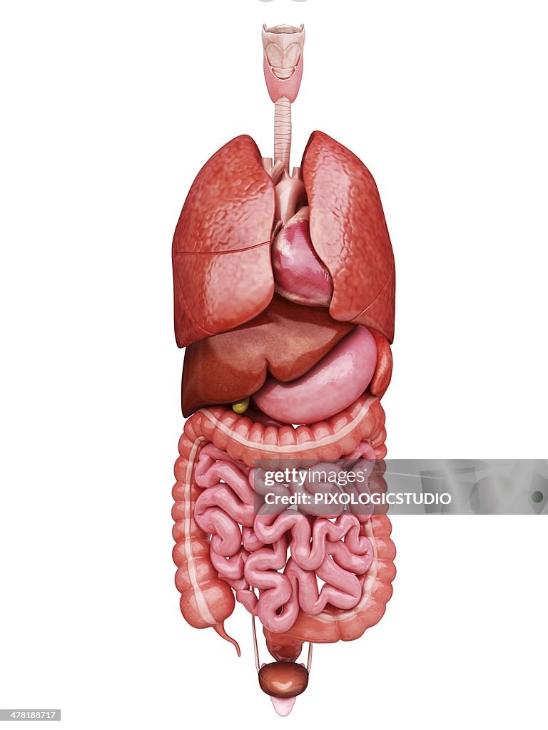 Human internal organs, artwork