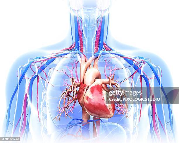 human cardiovascular system, artwork - cell respiration stock illustrations