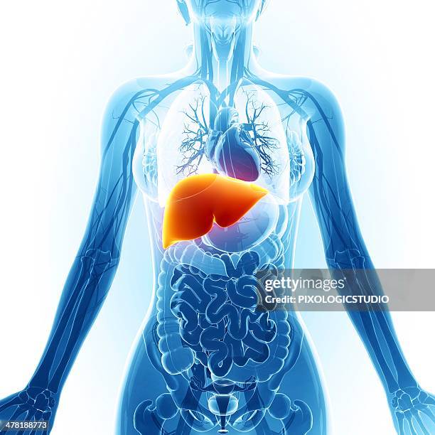 bildbanksillustrationer, clip art samt tecknat material och ikoner med human liver, artwork - mänskligt inre organ
