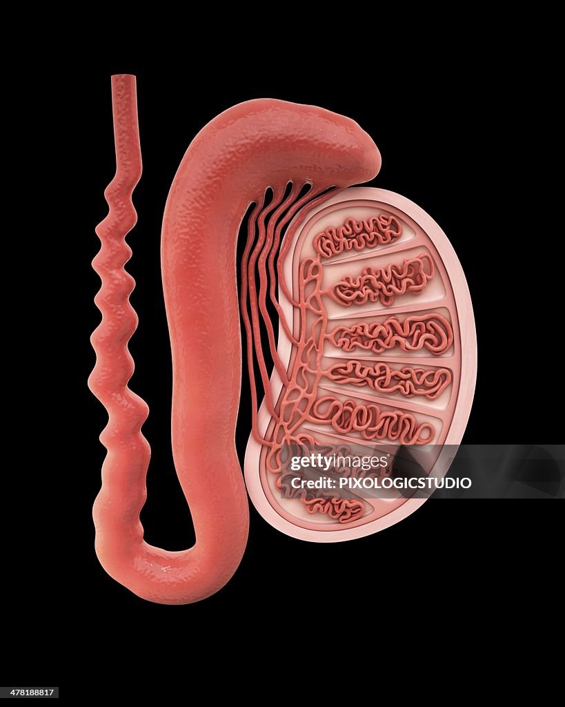 Human testicle, artwork