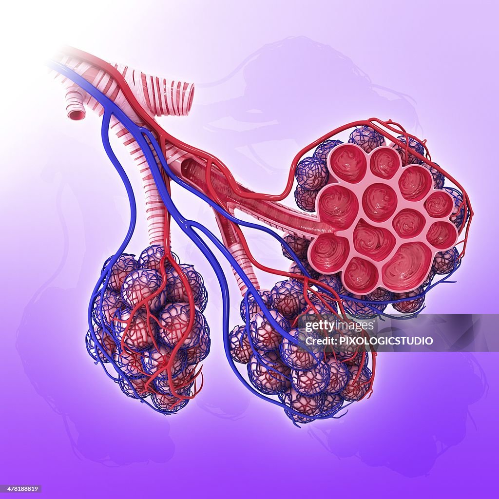 Human alveoli, artwork