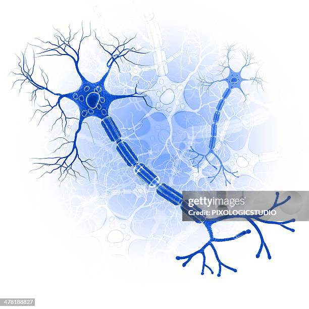 nerve cell, artwork - synapsenendknöpfchen stock-grafiken, -clipart, -cartoons und -symbole