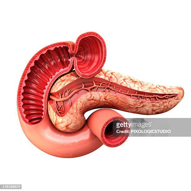 human pancreas, artwork - pancreas 3d stock illustrations