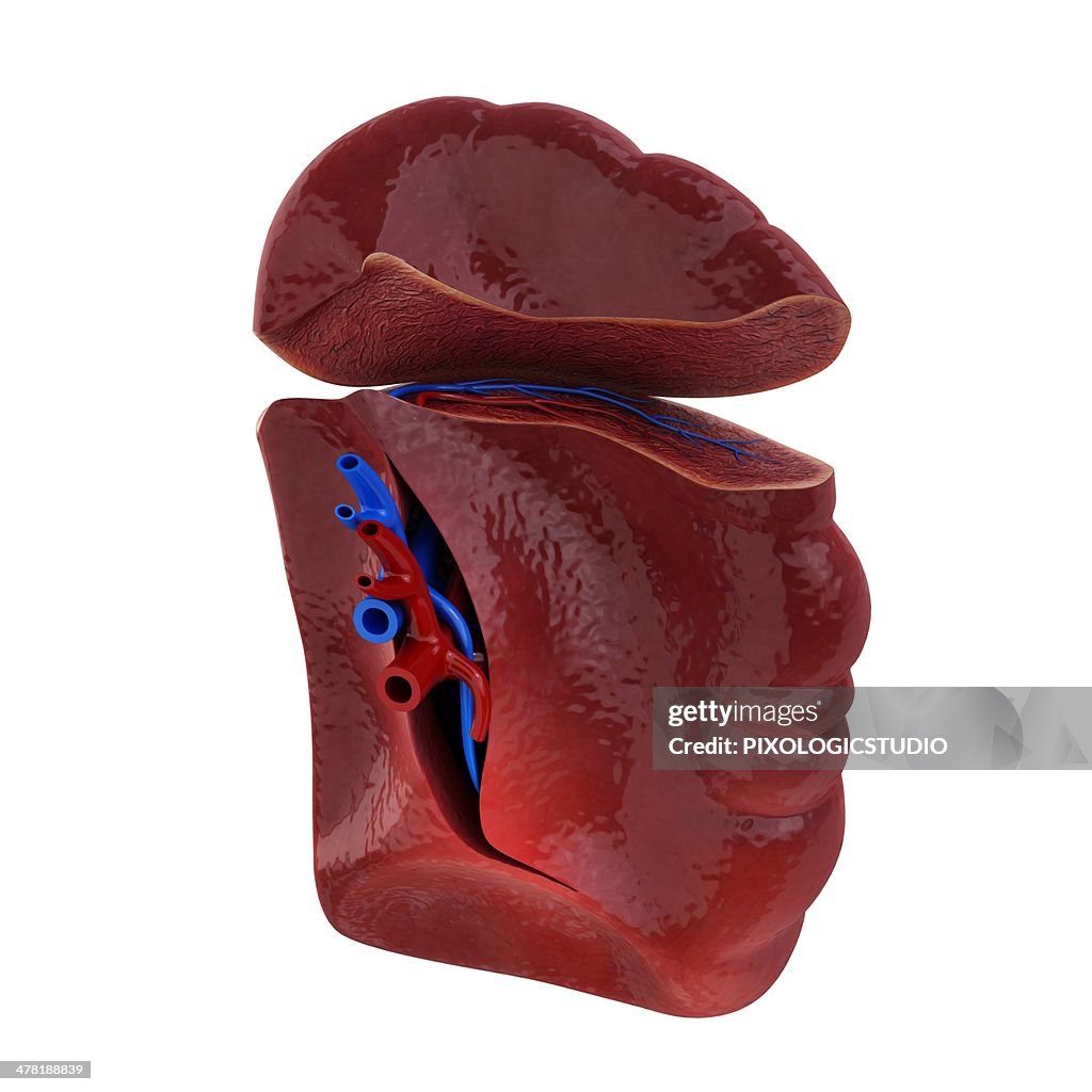 Human spleen, artwork