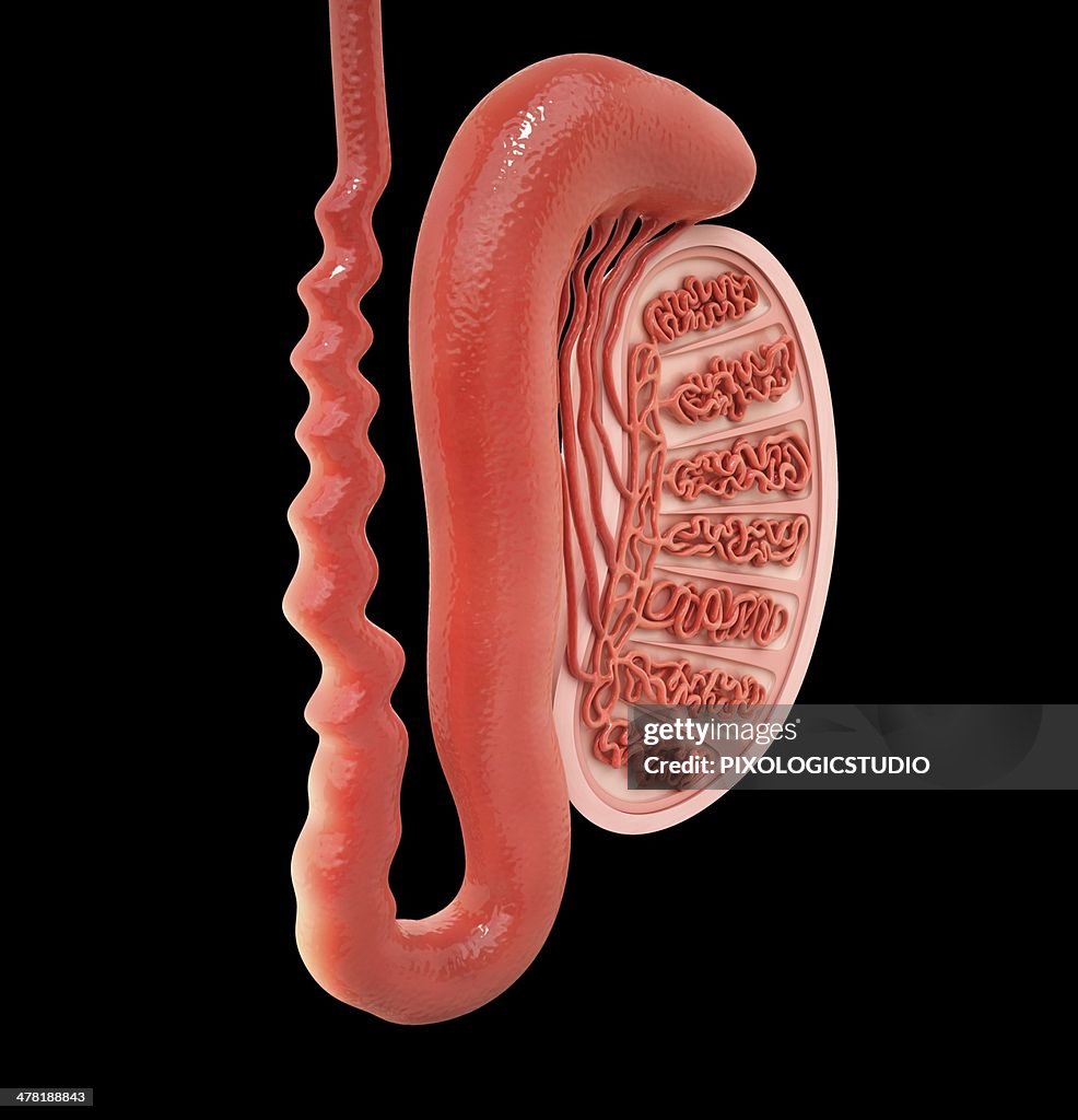 Human testicle, artwork