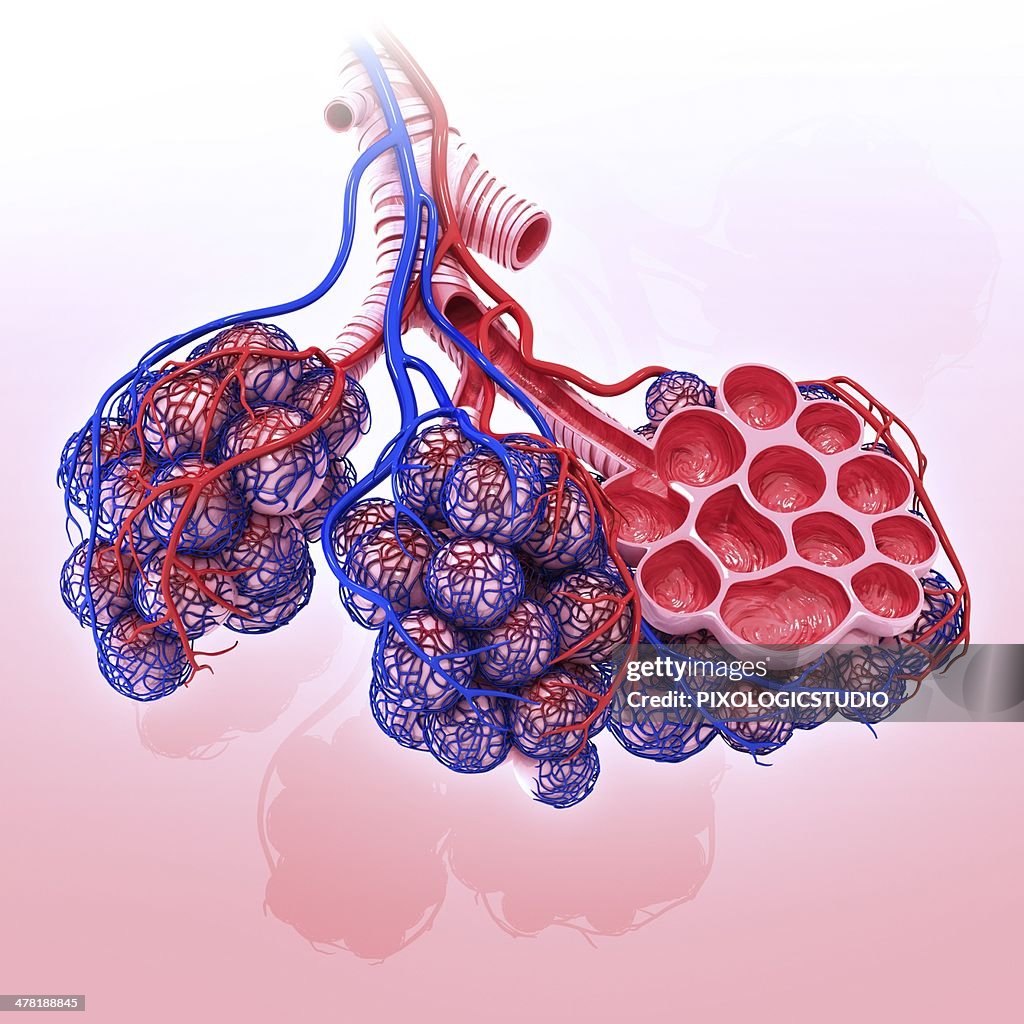 Human alveoli, artwork
