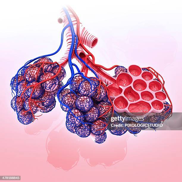 human alveoli, artwork - arterioles stock illustrations