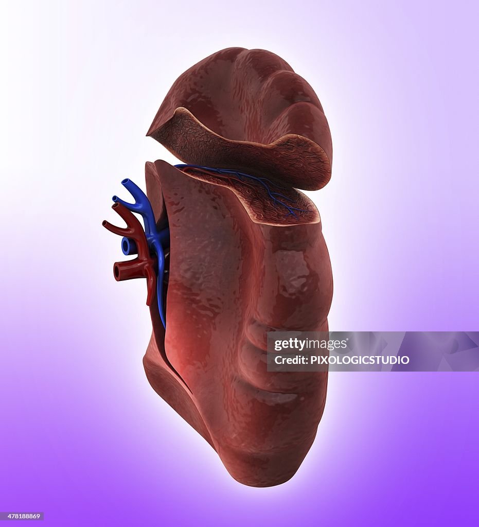 Human spleen, artwork