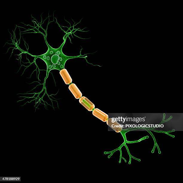 human nerve cell, artwork - synapsenendknöpfchen stock-grafiken, -clipart, -cartoons und -symbole