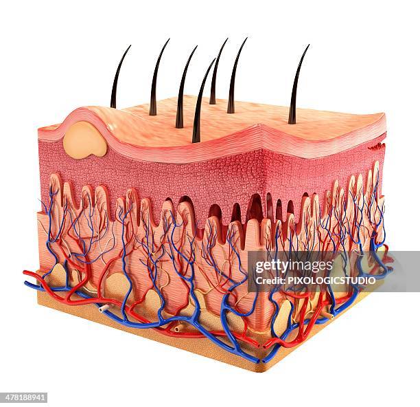 human skin, artwork - human skin cross section stock illustrations