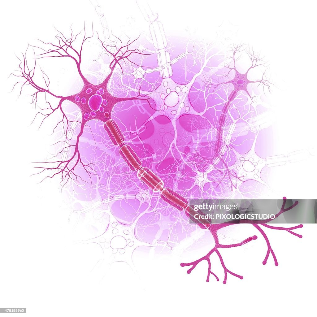 Human nerve cell, artwork