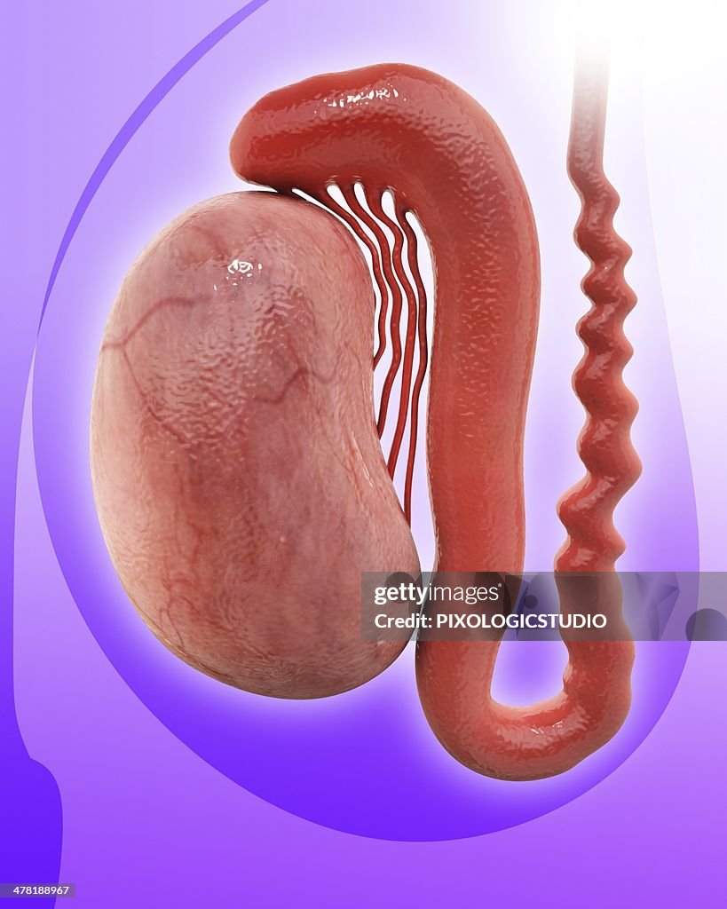 Human testicle, artwork