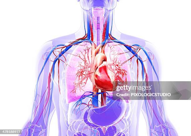 human cardiovascular system, artwork - bronchial tree stock illustrations