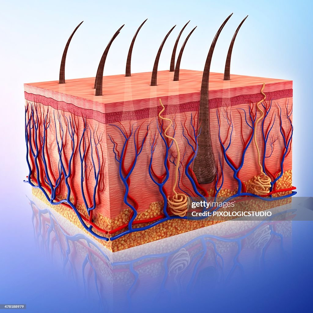 Skin Vector Image Human Skin Artwork High-Res Vector Graphic - Getty Images