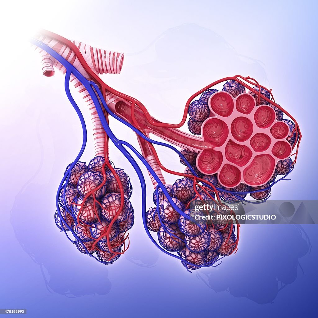 Human alveoli, artwork