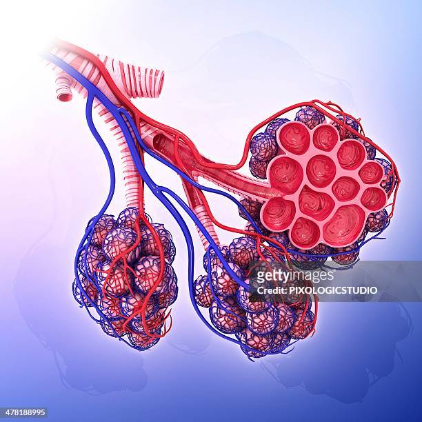 human alveoli, artwork - arterioles stock illustrations