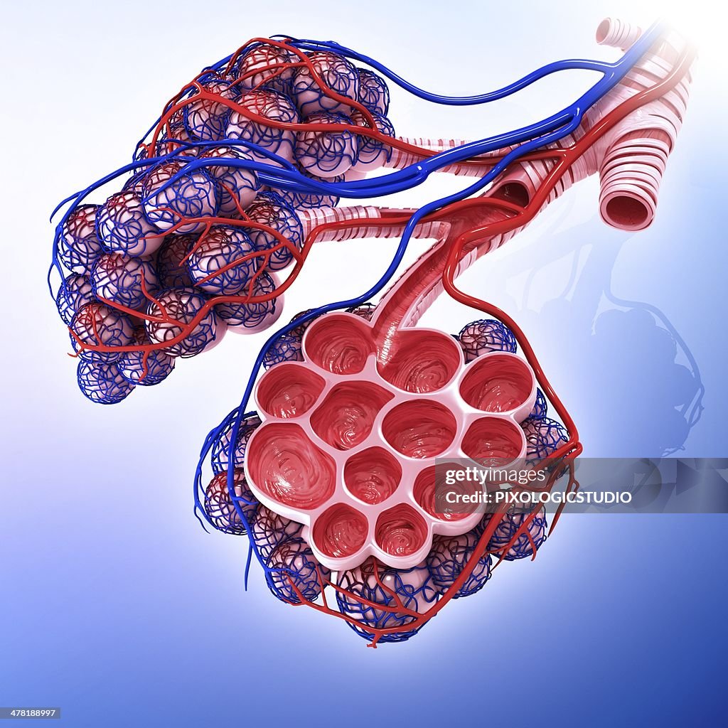 Human alveoli, artwork