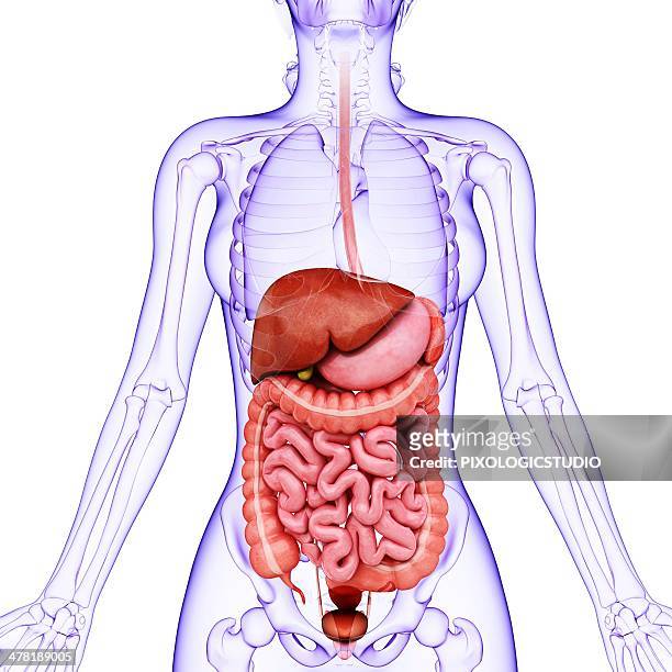human digestive system, artwork - menschlicher bauch stock-grafiken, -clipart, -cartoons und -symbole