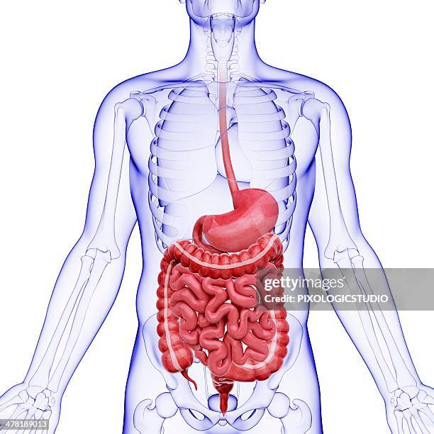 Appendix Organ Function Anatomy Of Human Body Appendix