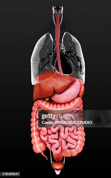 human internal organs, artwork - appendix stock illustrations