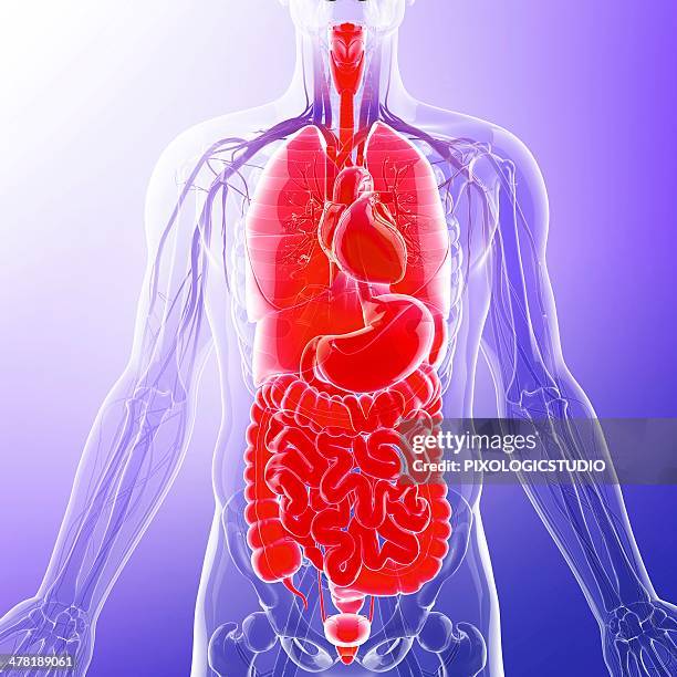 human internal organs, artwork - appendix stock illustrations