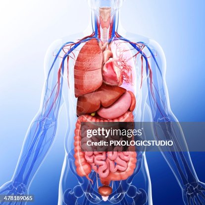 Human internal organs, artwork Human internal organs, artwork