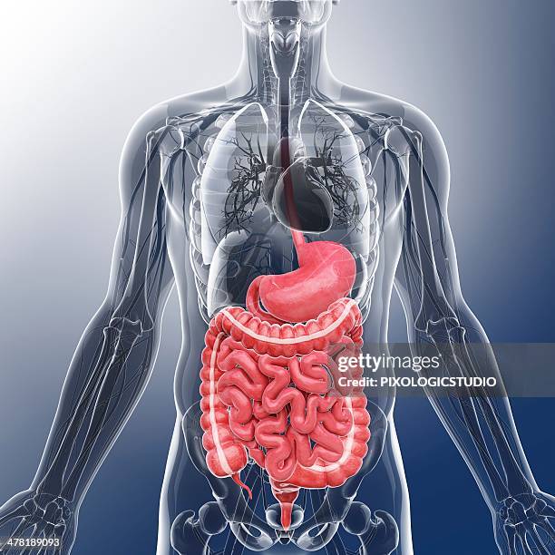 human digestive system, artwork - appendix stock illustrations