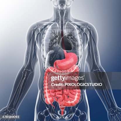Human digestive system, artwork Human digestive system, artwork
