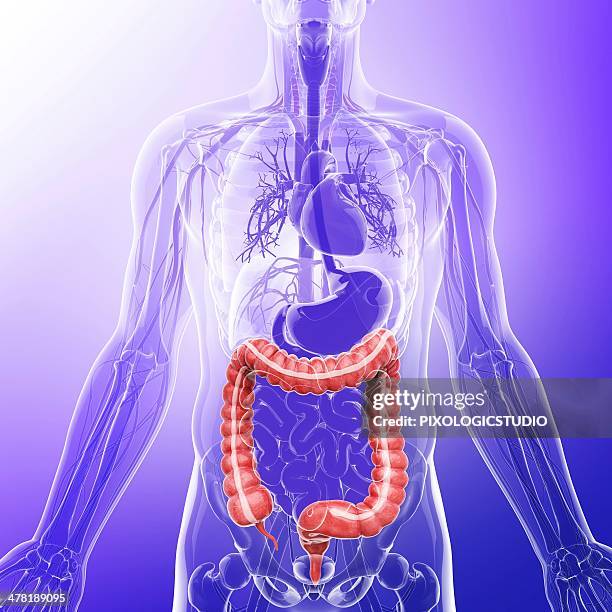 human digestive system, artwork - appendix stock illustrations