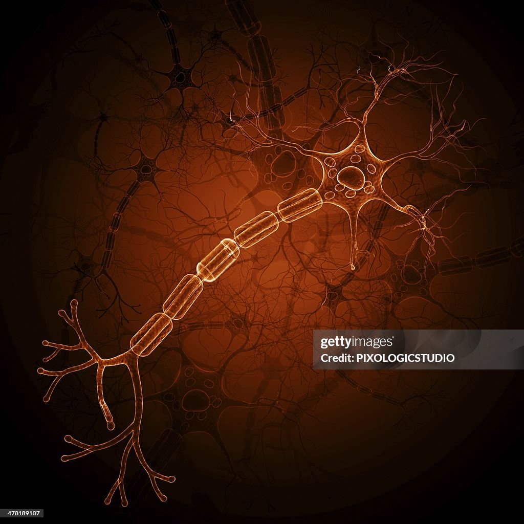 Nerve cell, artwork