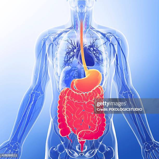 human digestive system, artwork - appendix stock illustrations