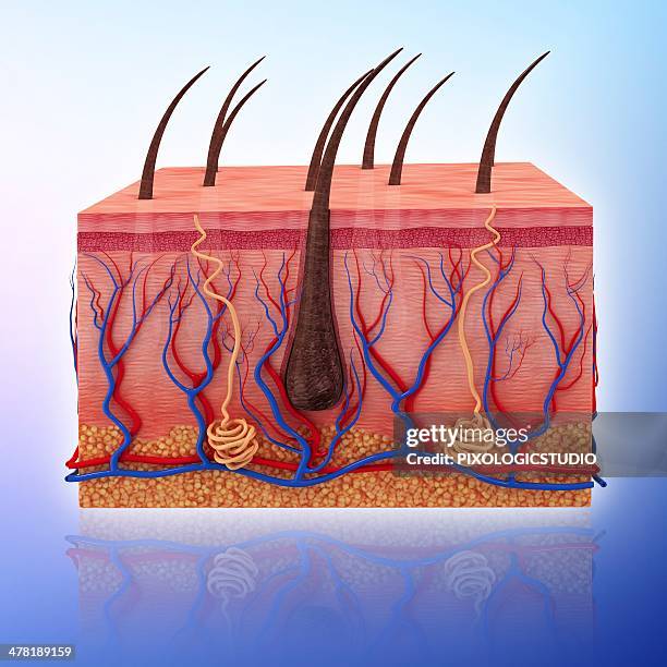 stockillustraties, clipart, cartoons en iconen met human skin, artwork - menselijke huid