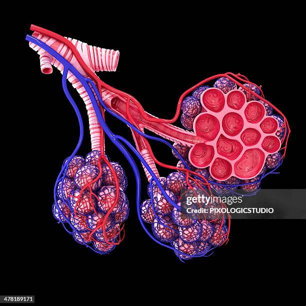 human alveoli, artwork - lungenbläschen stock-grafiken, -clipart, -cartoons und -symbole