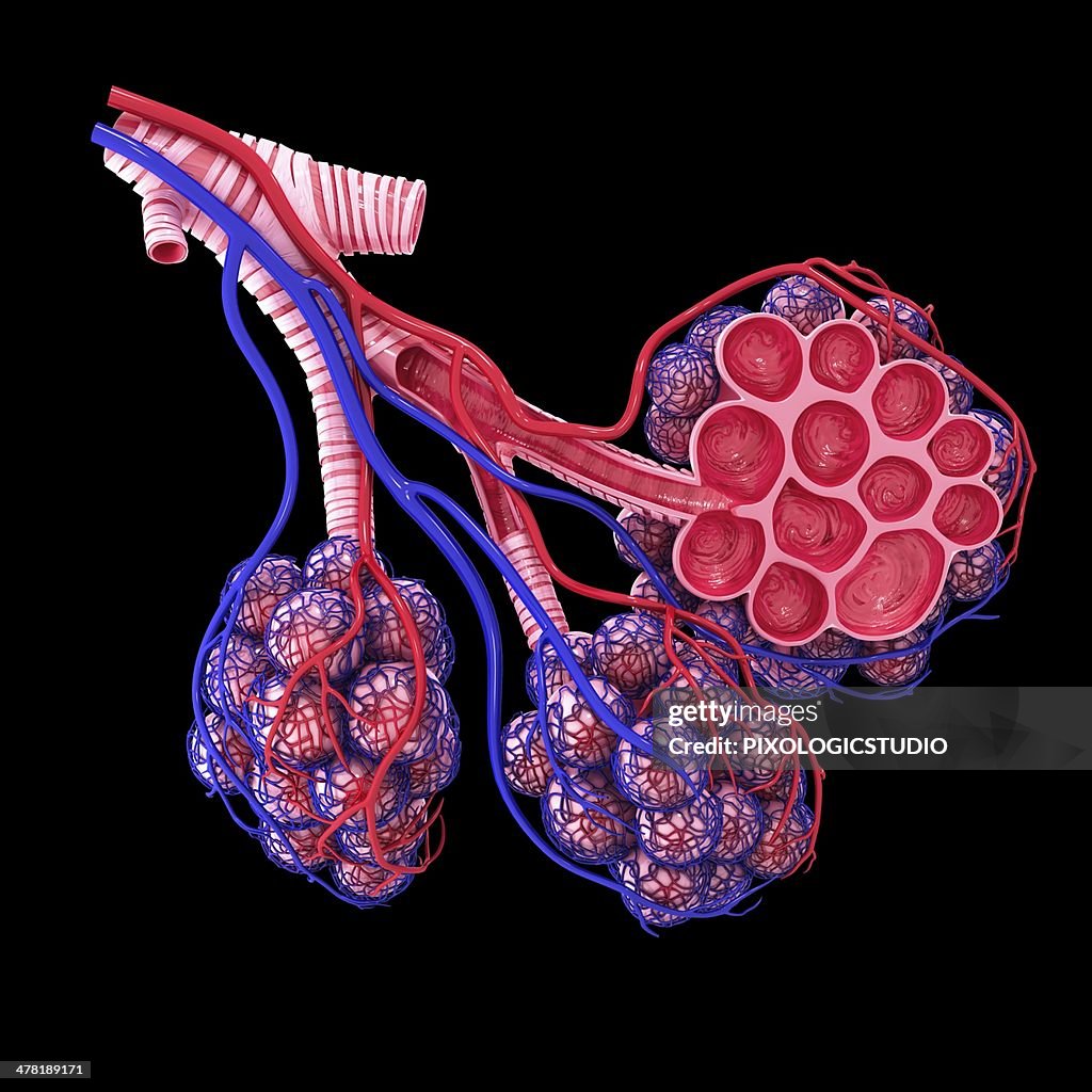 Human alveoli, artwork