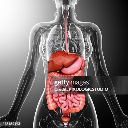 Human internal organs, artwork Human internal organs, artwork