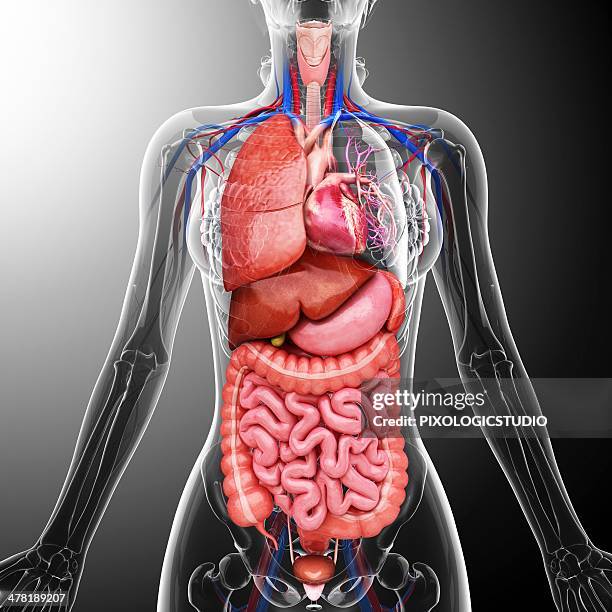 human internal organs, artwork - appendix stock illustrations