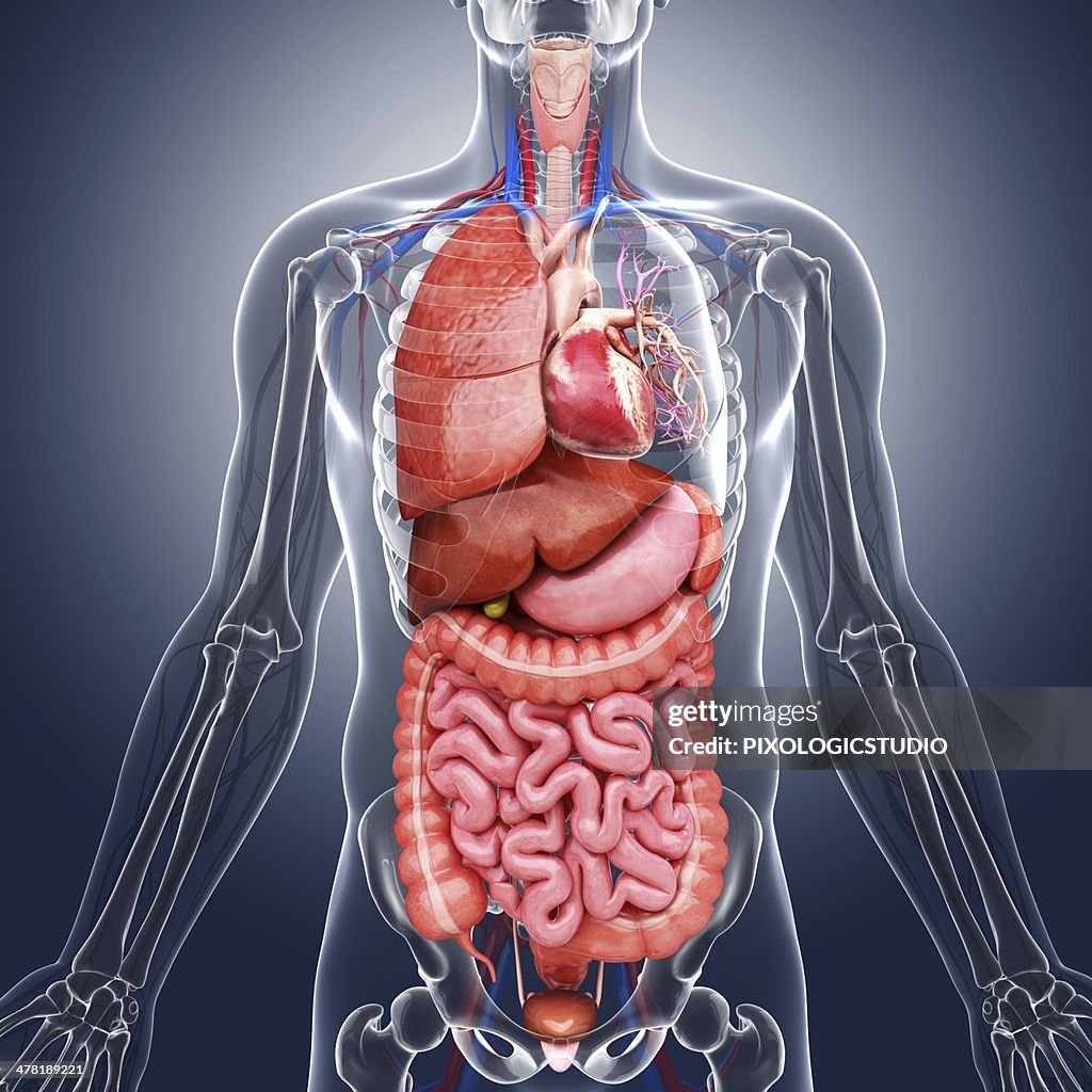 Human internal organs, artwork