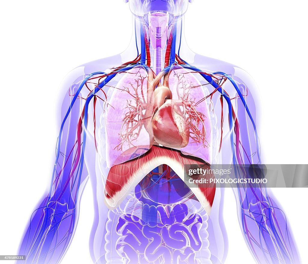 Human respiratory system, artwork