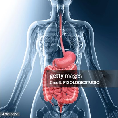 Human digestive system, artwork Human digestive system, artwork