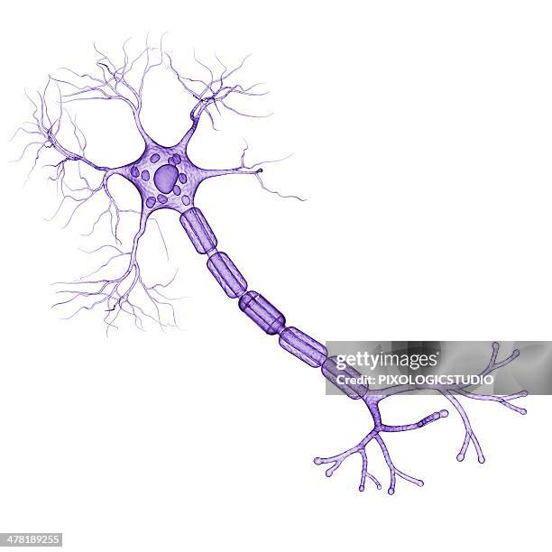 nerve cell, artwork - neural axon点のイラスト素材／クリップアート素材／マンガ素材／アイコン素材