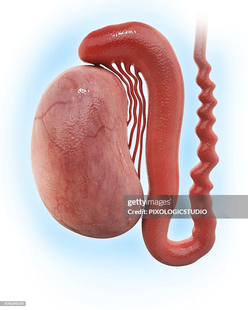 Human testicle, artwork