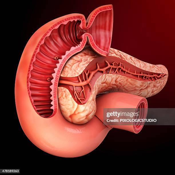 human pancreas, artwork - explosionszeichnung stock-grafiken, -clipart, -cartoons und -symbole