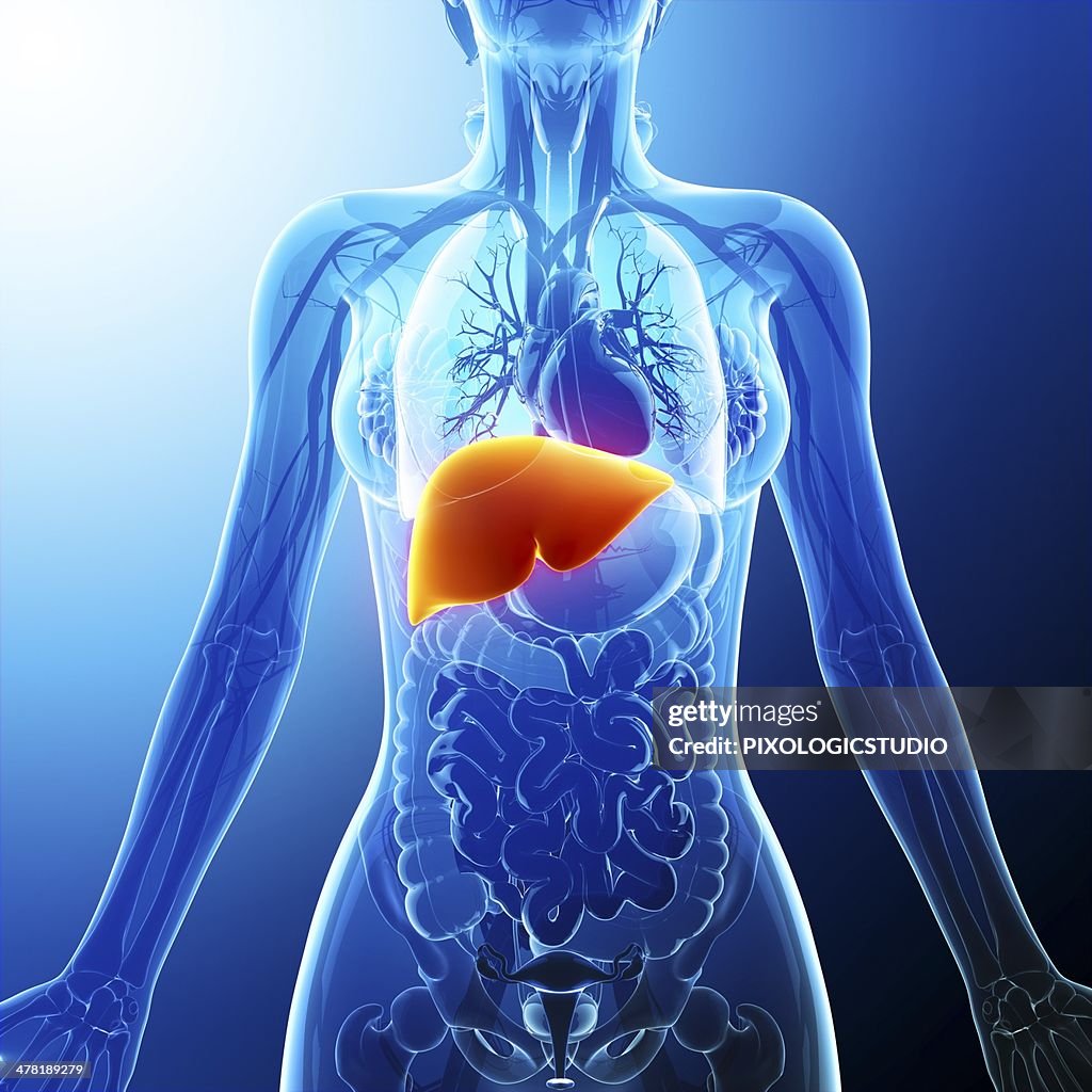 Human liver, artwork
