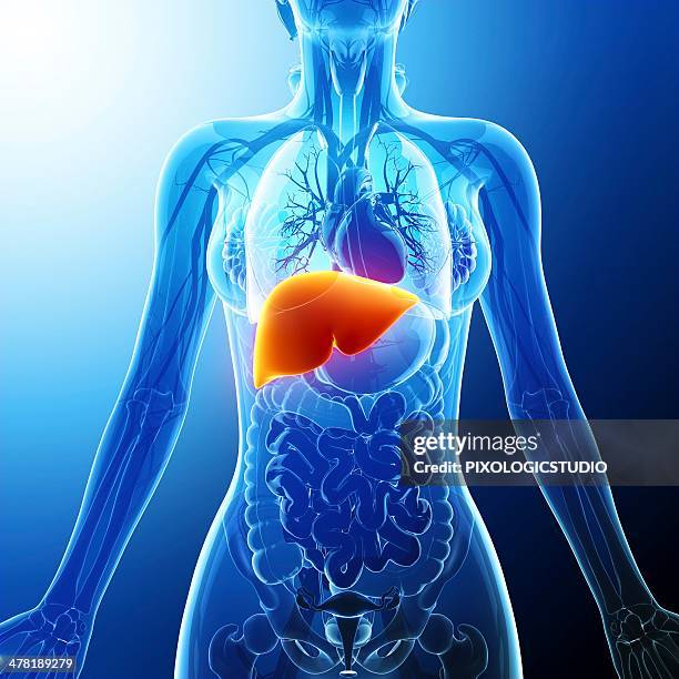 human liver, artwork - bronchus stock illustrations