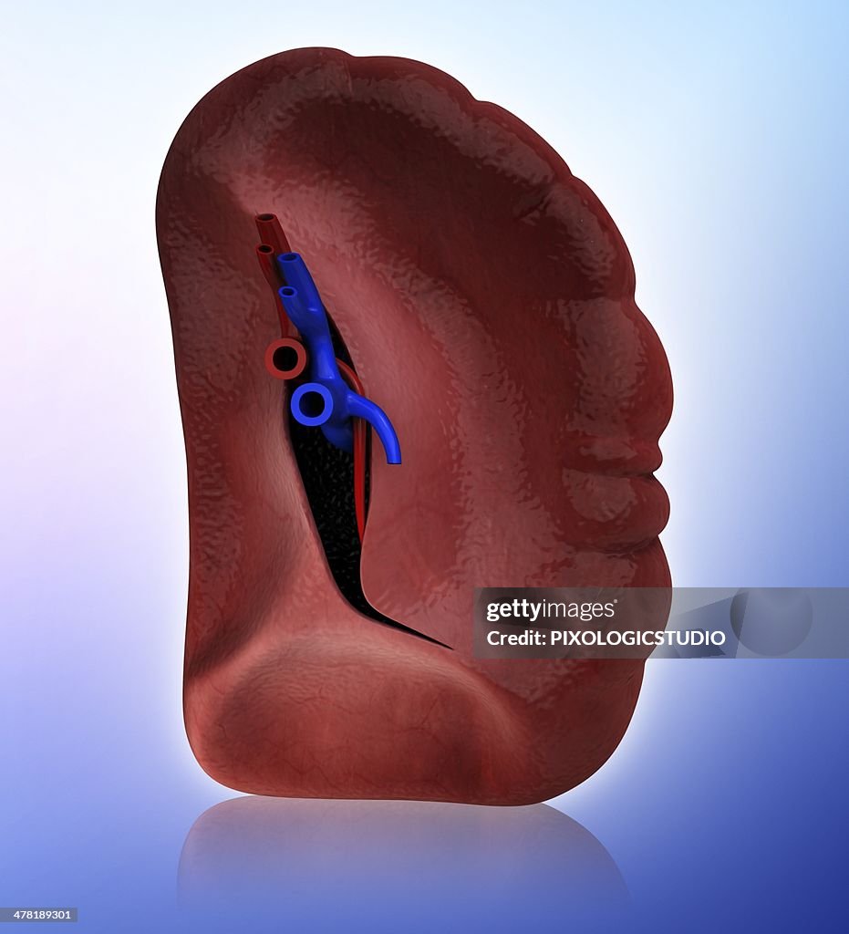 Human spleen, artwork