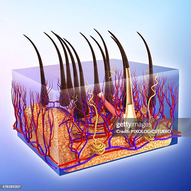 human skin, artwork - sweat gland stock illustrations