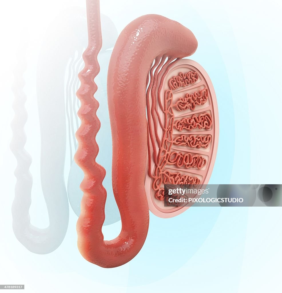 Human testicle, artwork