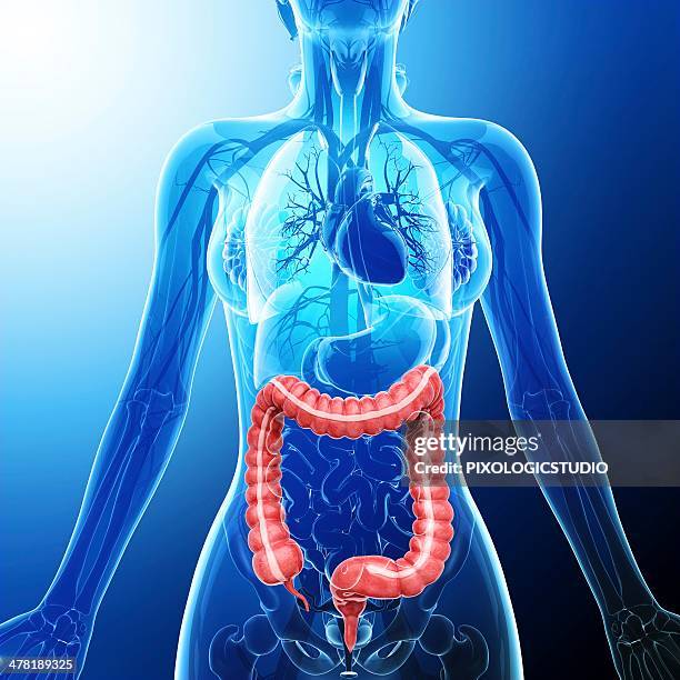 human digestive system, artwork - bronchial tree stock illustrations