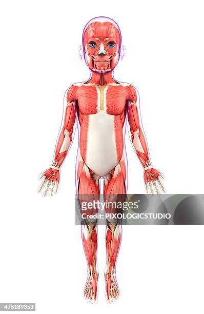 child's muscular system, artwork - human muscle stock illustrations