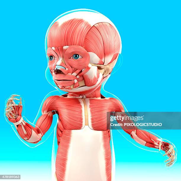 baby's muscular system, artwork - biomedical illustration baby stock illustrations